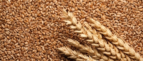Wheat, Ear of Wheat