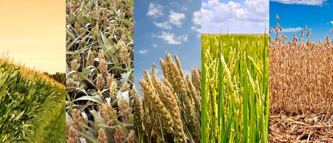 PY-maiz-trigo-sorgo-arroz-soja PY-maiz-trigo-sorgo-arroz-soja