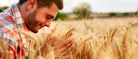 Smiling farmer holding and smelling a bunch of ripe cultivated wheat ears in hands. Agronomist examining cereal crop before harvesting on sunrise. Golden field on sunset. Organic farming concept.