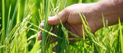 Mano sostiene plantacion BASF Colombia Mano sostiene plantacion BASF Colombia