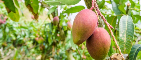 Mangos hanging from a tree Mangos hanging from a tree