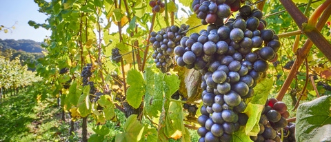 grape vines at harvest time; Shutterstock ID 370439828; purchase_order: ; job: ; client: ; other: grape vines at harvest time; Shutterstock ID 370439828; purchase_order: ; job: ; client: ; other: