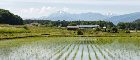 A field of rice seedlings with mountains in the background. A field of rice seedlings with mountains in the background.
