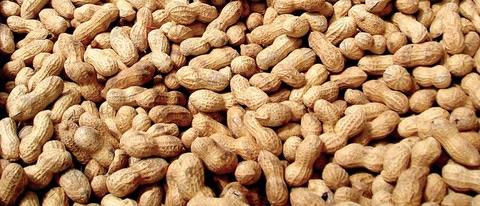 AR-cultivo-mani AR-cultivo-mani