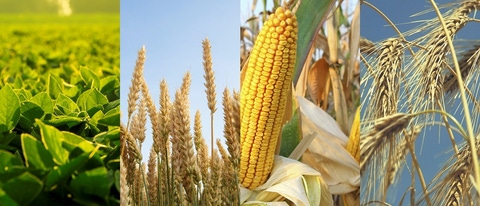 UY-Cultivo-maiz-trigo-cebada-y-soja2