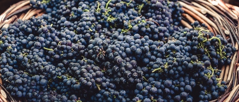 Bunches of Tinta Negra Mole grapes on wicker basket in Estreito de Camara de Lobos on Madeira. Portugal; Shutterstock ID 1668047653; purchase_order: ; job: ; client: ; other: Bunches of Tinta Negra Mole grapes on wicker basket in Estreito de Camara de Lobos on Madeira. Portugal; Shutterstock ID 1668047653; purchase_order: ; job: ; client: ; other: