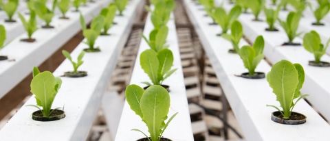 Crecimiento de plantas de BASF 