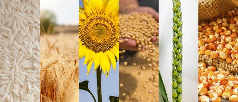 AR-arroz-cebada-girasol-soja-maiz-trigo AR-arroz-cebada-girasol-soja-maiz-trigo