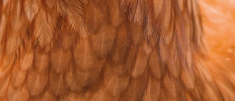 A picture of a chicken A picture of a chicken