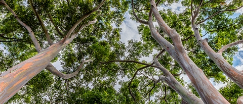  Eucalipto visto desde abajo BASF AR