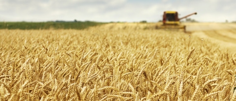 Cultivo de trigo BASF Brasil