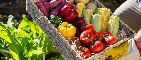 Hands that had a basket full of different vegetables Hands that had a basket full of different vegetables
