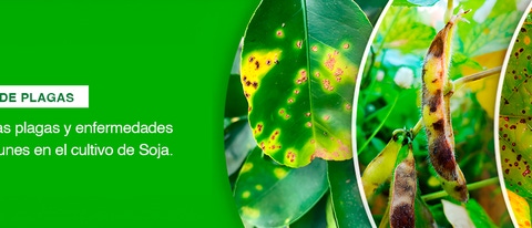 PY-Manejo-de-plagas-Soja-banner. PY-Manejo-de-plagas-Soja-banner.