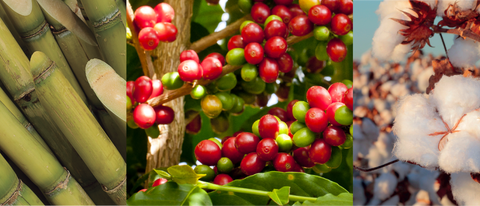 Cana café e algodão BASF Brasil