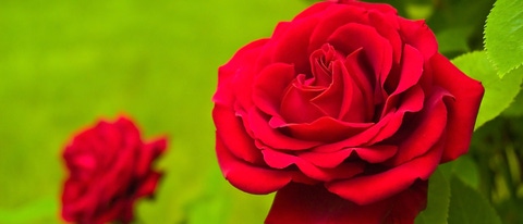 2 rosas rojas sobre fondo verde BASF Mexico 2 rosas rojas sobre fondo verde BASF Mexico