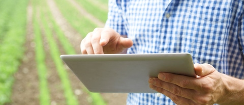 Un agricultor utilizando una tableta en medio de una plantación Un agricultor utilizando una tableta en medio de una plantación