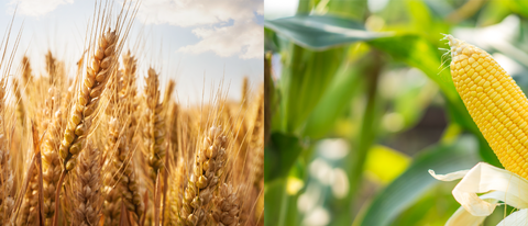 Banner trigo e milho BASF Brasil