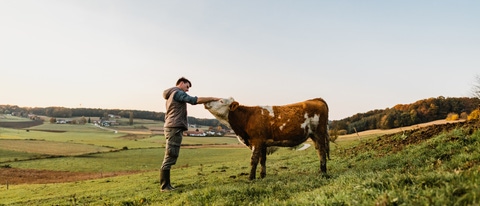 Young man stroking cow in field Young man stroking cow in field
