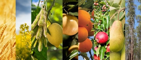 UY-trigo-colza-soja-limon-mandarina-naranja-manzana-pera-eucalipto UY-trigo-colza-soja-limon-mandarina-naranja-manzana-pera-eucalipto