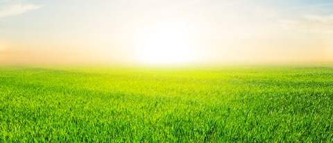 sunset over a green rural fields; Shutterstock ID 373311409