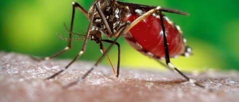 2006
Prof. Frank Hadley Collins, Dir., Cntr. for Global Health and Infectious Diseases, Univ. of Notre Dame

This 2006 photograph depicted a female <i>Aedes aegypti</i> mosquito while she was in the process of acquiring a blood meal from her human host, who in this instance, was actually the biomedical photographer, James Gathany, here at the Centers for Disease Control.  Youll note the feeding apparatus consisting of a sharp, orange-colored fascicle, which while not feeding, is covered in a soft, pliant sheath called the "labellum, which retracts as the sharp stylets contained within pierce the host's skin surface, as the insect obtains its blood meal. The orange color of the fascicle is due to the red color of the blood as it migrates up the thin, sharp translucent tube.

The first reported epidemics of Dengue (DF) and dengue hemorrhagic fever (DHF) occurred in 1779-1780 in Asia, Africa, and North America.  The near simultaneous occurrence of outbreaks on three continents indicates that these viruses and their mosquito vector have had a worldwide distribution in the tropics for more than 200 years. During most of this time, DF was considered a mild, nonfatal disease of visitors to the tropics. Generally, there were long intervals (10-40 years) between major epidemics, mainly because the introduction of a new serotype in a susceptible population occurred only if viruses and their mosquito vector, primarily the <i>Aedes aegypti</i> mosquito, could survive the slow transport between population centers by sailing vessels.