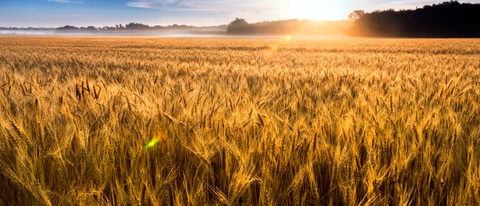Cultivo de trigo e por do sol BASF Brasil Cultivo de trigo e por do sol BASF Brasil