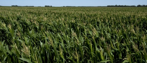 Campo de cultivo de maní Campo de cultivo de maní