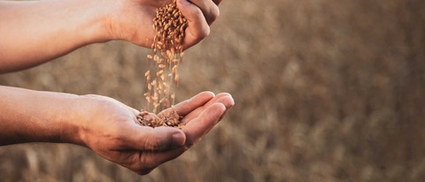 Farmer pouring wheat seeds from hand to hand