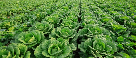 Chinese cabbage field at northern China
