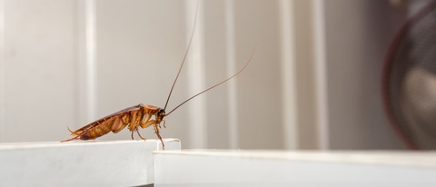 Close up a cockroach on white cupboard in the kitchen; Shutterstock ID 254770015 Close up a cockroach on white cupboard in the kitchen; Shutterstock ID 254770015