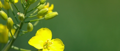 Close-up of rapeseed flowers and buds