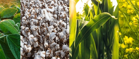 Field images of soybean, cotton, corn, canola