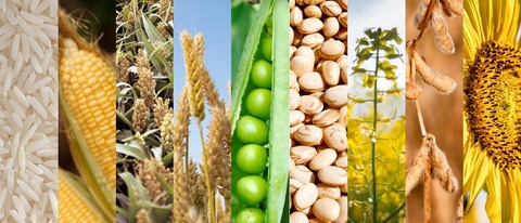 AR-arroz-maiz-sorgo-trigo-arveja-poroto-canola-soja-girasol