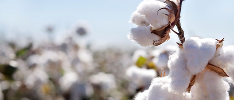 PY-algodon PY-algodon