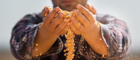 Farmer holding corn grains in his hands