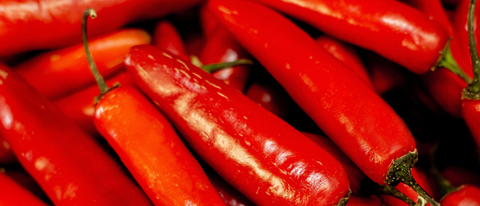 Cultivo de chiles en Mexico Cultivo de chiles en Mexico