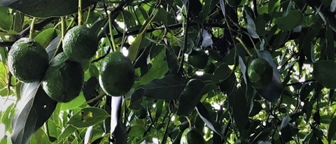 Árbol de aguacate con varios aguacates maduros Árbol de aguacate con varios aguacates maduros