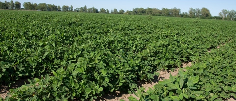 Cultivo de maní verde BASF Argentina Cultivo de maní verde BASF Argentina