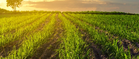 Plantação de Cana BASF Brasil