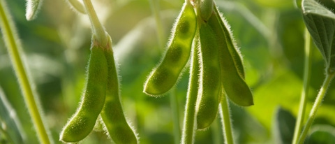Young green pods of varietal soybeans on a plant stem in a soybean field in the morning during the active growth of crops in the sun. Selective focus.