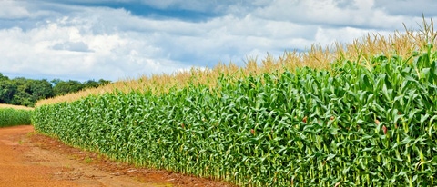 AR Cultivo de maiz