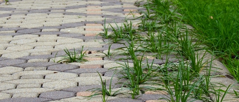 pavement with green grass in the garden pavement with green grass in the garden