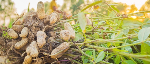 Close no crescimento de amendoins na terra BASF Brasil