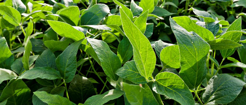 Hojas de soya BASF Argentina