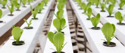 Crecimiento de plantas de BASF Argentina