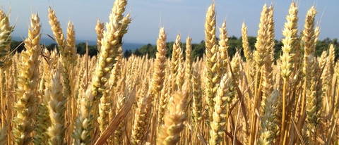 Cultivo de trigo BASF Mexico Cultivo de trigo BASF Mexico