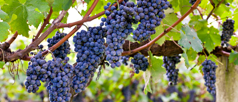 Uvas roxas no cacho com folhas ao lado BASF Brasil