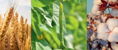 Banner com trigo feijão e algodão BASF Brasil