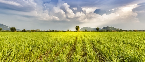 Plantação de cana BASF Brasil Plantação de cana BASF Brasil