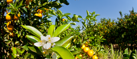 Plantação de citrus BASF Brasil Plantação de citrus BASF Brasil